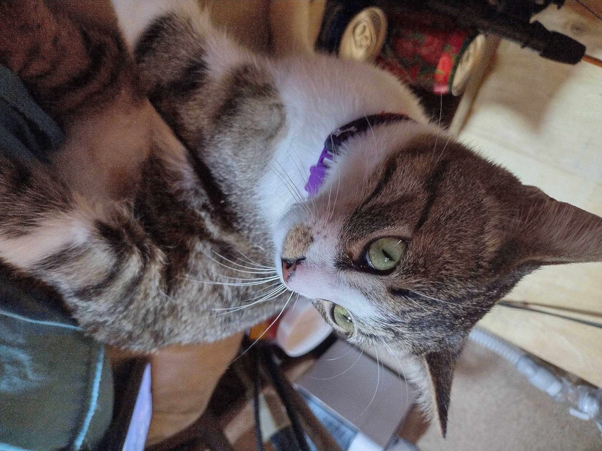 Humbug is registered to the contest to win money with this photo: carnivore, cat, claw, comfort, domestic_short_haired_cat, ear, fawn, felidae, fur, paw, small_to_medium_sized_cats, snout, tail, whiskers, wood