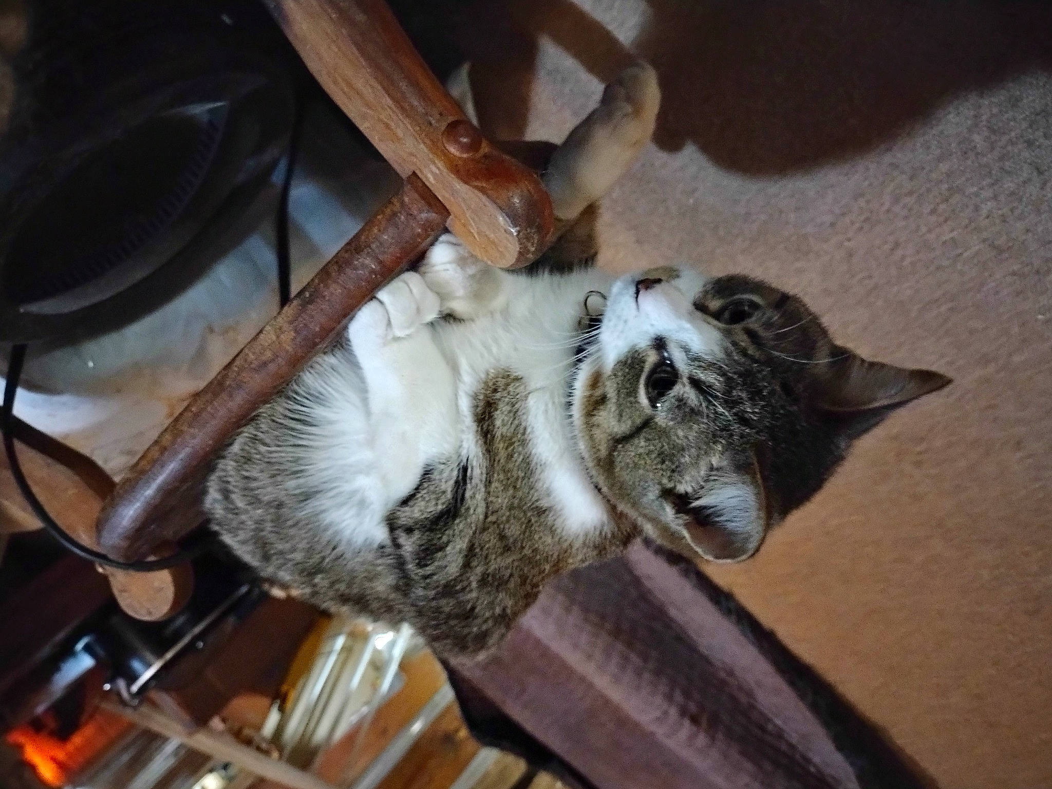 Humbug joined the competition — help win amazing prizes! animal_shelter, carnivore, cat, chair, claw, domestic_short_haired_cat, door, felidae, fur, hardwood, metal, natural_material, paw, small_to_medium_sized_cats, snout, tail, whiskers, wood