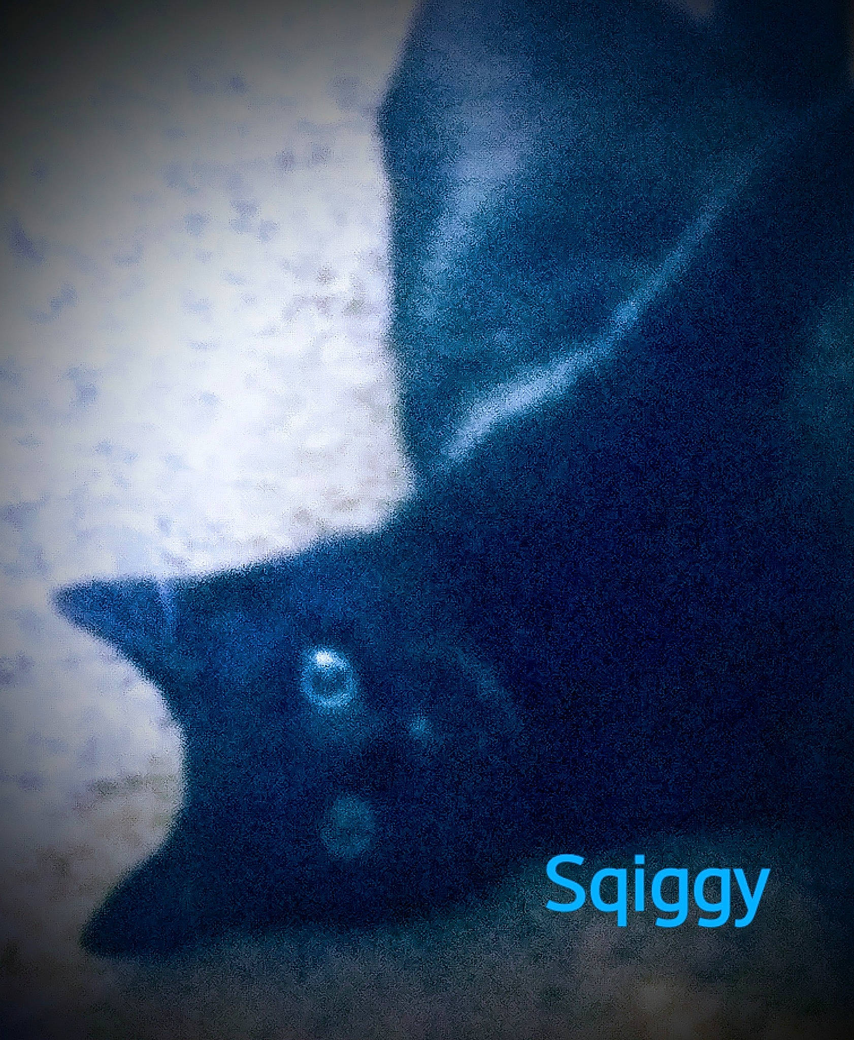 Sqiggy joined the competition — help win amazing prizes! carnivore, darkness, electric_blue, fashion_accessory, felidae, font, foot, fur, gesture, human_leg, leg, meteorological_phenomenon, pattern, sleeve, small_to_medium_sized_cats, sportswear, t_shirt, thigh, tints_and_shades, whiskers