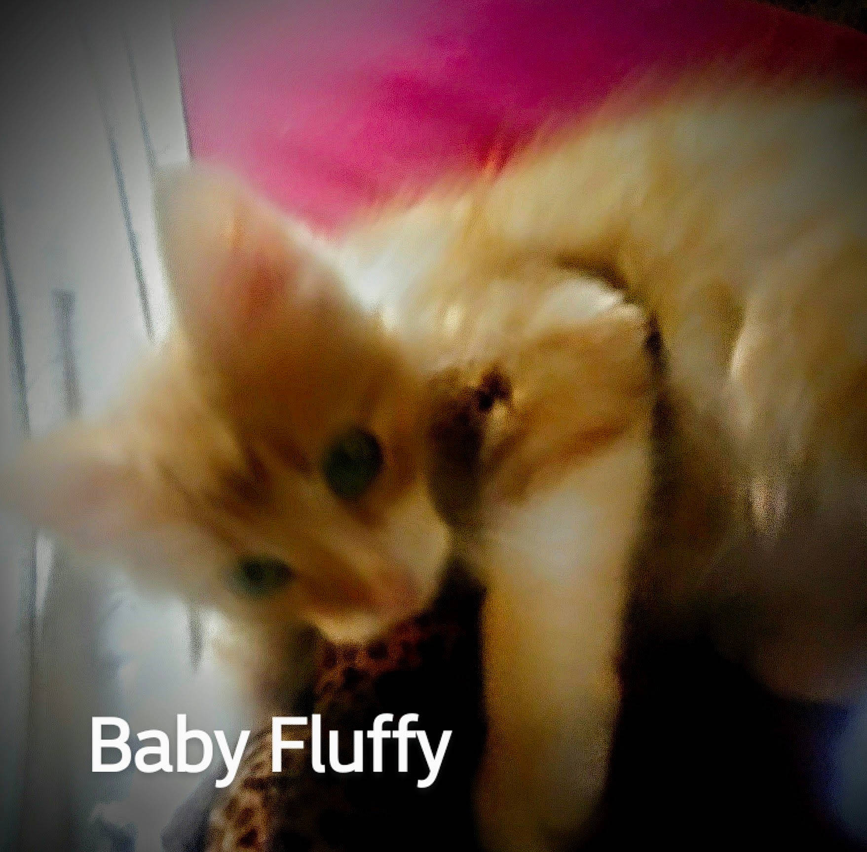 Fluffy joined the competition — help win amazing prizes! carnivore, cat, claw, companion_dog, ear, eyelash, fawn, felidae, fur, gesture, paw, photo_caption, small_to_medium_sized_cats, tail, whiskers