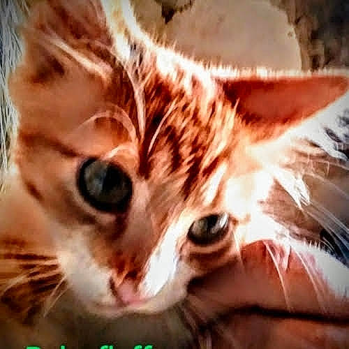 Fluffy is registered to the contest to win money with this photo: art, carnivore, cat, claw, close_up, domestic_short_haired_cat, eyelash, felidae, fur, macro_photography, paw, photo_caption, small_to_medium_sized_cats, snout, terrestrial_animal, whiskers, wildlife