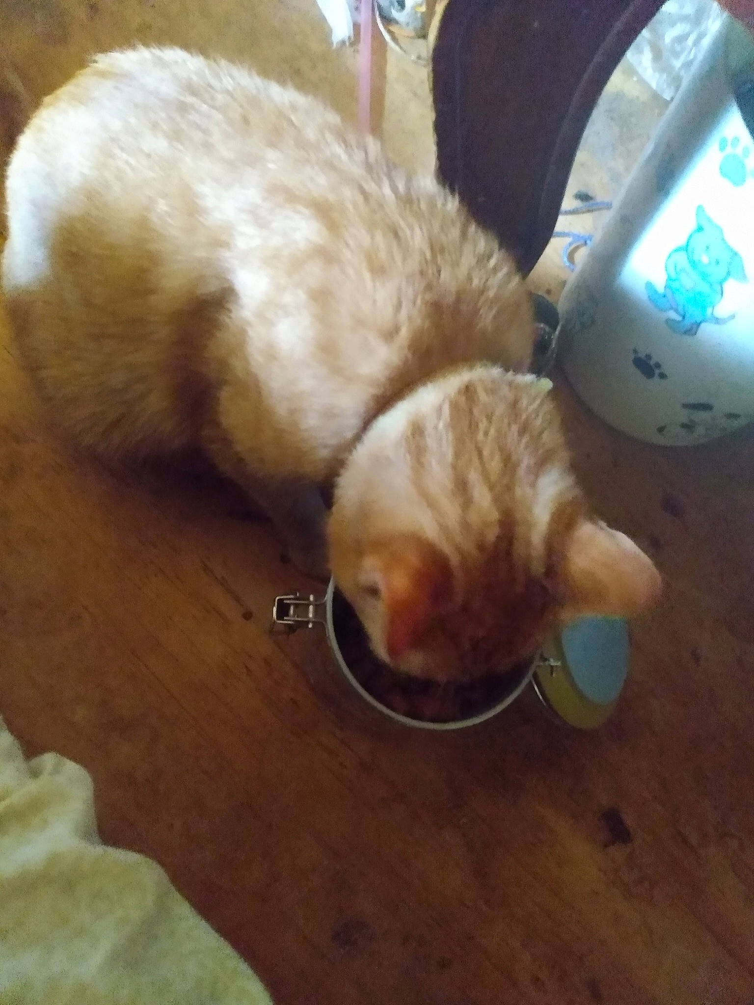 Louie is registered to the contest to win money with this photo: carnivore, cat, chair, claw, comfort, companion_dog, domestic_short_haired_cat, fawn, felidae, flooring, fur, hardwood, paw, room, small_to_medium_sized_cats, snout, tail, whiskers, wood, wood_flooring