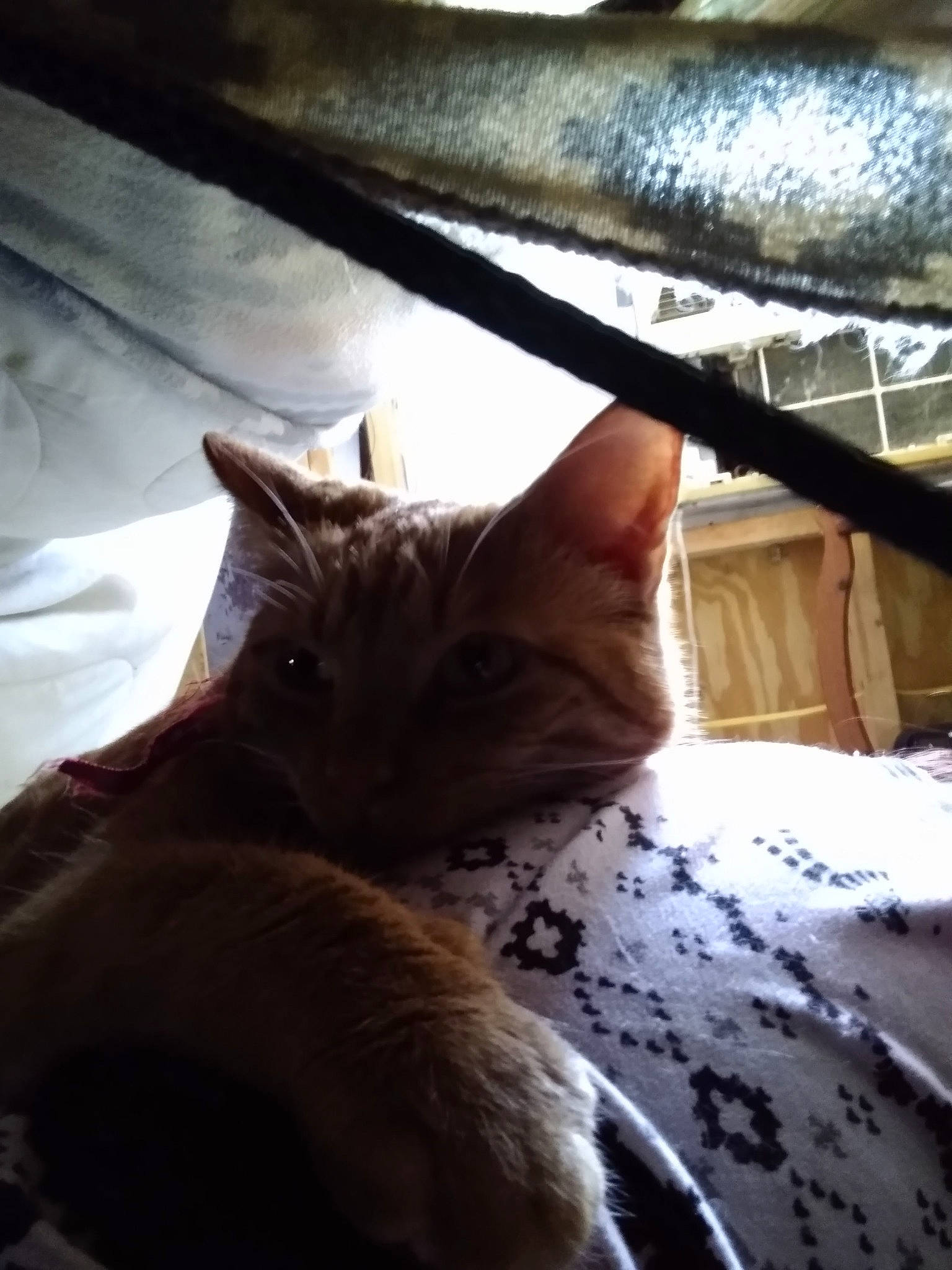 Louie joined the competition — help win amazing prizes! bed, carnivore, cat, cloud, comfort, domestic_short_haired_cat, fawn, felidae, fur, human_leg, linens, nap, paw, room, small_to_medium_sized_cats, snout, tail, tints_and_shades, whiskers, wood