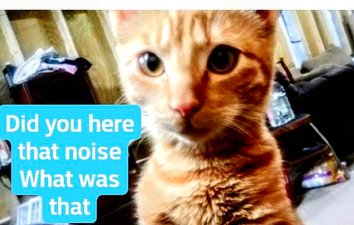 Louie is registered to the contest to win money with this photo: beauty, carnivore, cat, domestic_short_haired_cat, fawn, felidae, font, fur, paw, pet_supply, photo_caption, small_to_medium_sized_cats, snout, tail, terrestrial_animal, whiskers