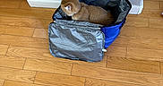 Toro joined the competition — help win amazing prizes! cat, orange_cat, cooler_bag, blue_bag, wooden_floor, indoor, wall, air_freshener, pet, animal, feline, curious, flooring, home, domestic, fur, sitting, container, orange_fur, object