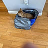 cat, orange_cat, cooler_bag, blue_bag, wooden_floor, indoor, wall, air_freshener, pet, animal, feline, curious, flooring, home, domestic, fur, sitting, container, orange_fur, object