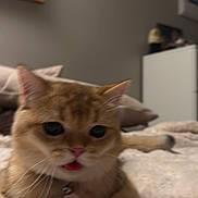Toro is registered to the contest to win money with this photo: cat, orange_cat, pet, animal, close_up, indoor, bedroom, blanket, furry, cute, whiskers, ears, collar, feline, resting, blurred, cozy, fur, domestic_cat, lying_down