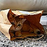 Toro is registered to the contest to win money with this photo: cat, paper_bag, carpet, indoor, pet, cute, feline, curious, hiding, cozy, eyes, paws, fur, whiskers, relaxing, home, soft, texture, shadow, under_furniture