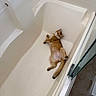 Toro joined the competition — help win amazing prizes! cat, bathtub, relaxed, ginger_cat, pet, indoor, bathroom, white, fur, animal, looking_up, sprawled, clean, tile_wall, glass_door, floor, curious, paws, tail, collar