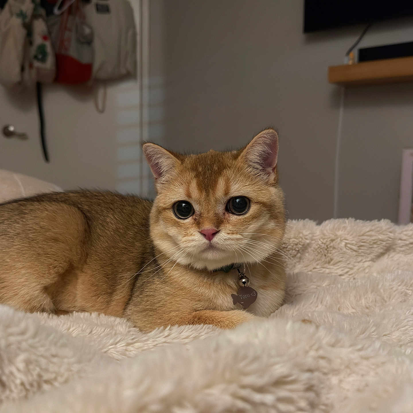 Toro is registered to the contest to win money with this photo: cat, animal, pet, feline, cute, fluffy, indoor, blanket, soft, bedroom, cozy, closeup, cute_eyes, relaxed, collar, tag, fur, resting, comfortable, home