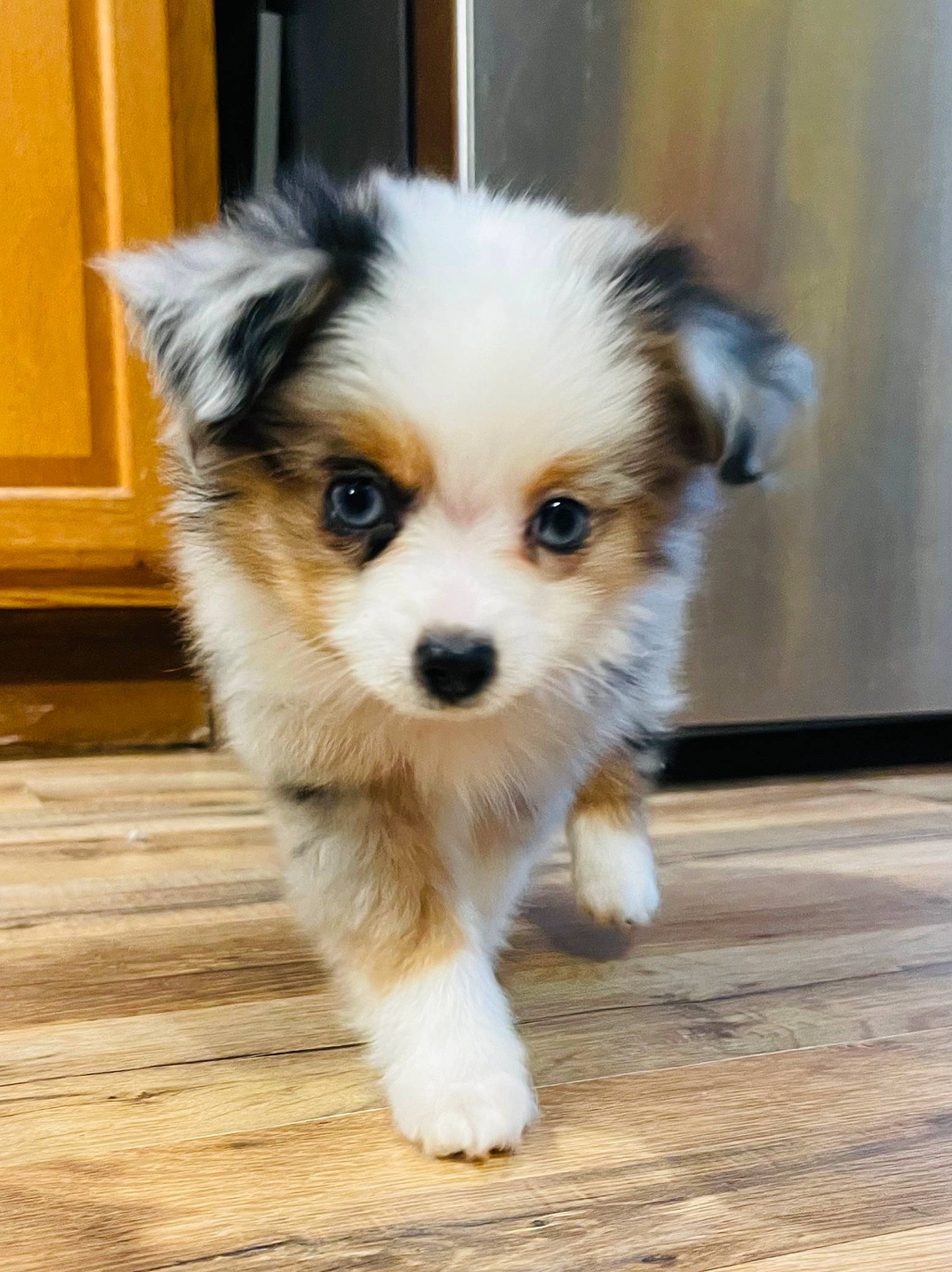 Minnie Pearl Bence joined the competition — help win amazing prizes! canidae, carnivore, companion_dog, dog, dog_breed, door, fawn, flooring, fur, hardwood, maltepoo, non_sporting_group, puppy, snout, sporting_group, terrestrial_animal, toy_dog, whiskers, wood, working_animal