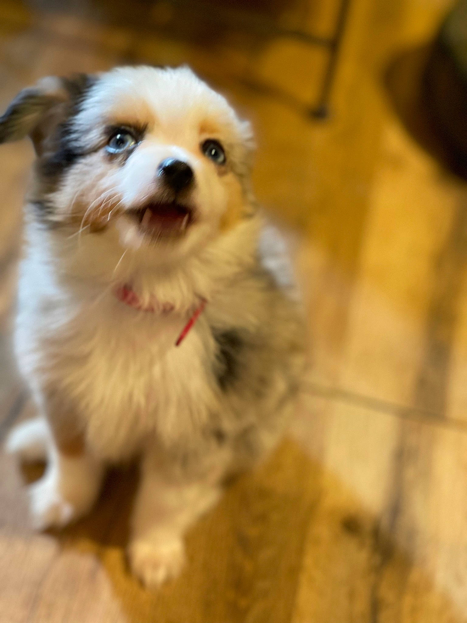 Minnie Pearl Bence joined the competition — help win amazing prizes! ancient_dog_breeds, carnivore, companion_dog, dog, dog_breed, flooring, fur, hardwood, mal_shi, maltepoo, non_sporting_group, puppy_love, small_terrier, spaniel, terrier, tile_flooring, toy_dog, whiskers, wood, working_animal