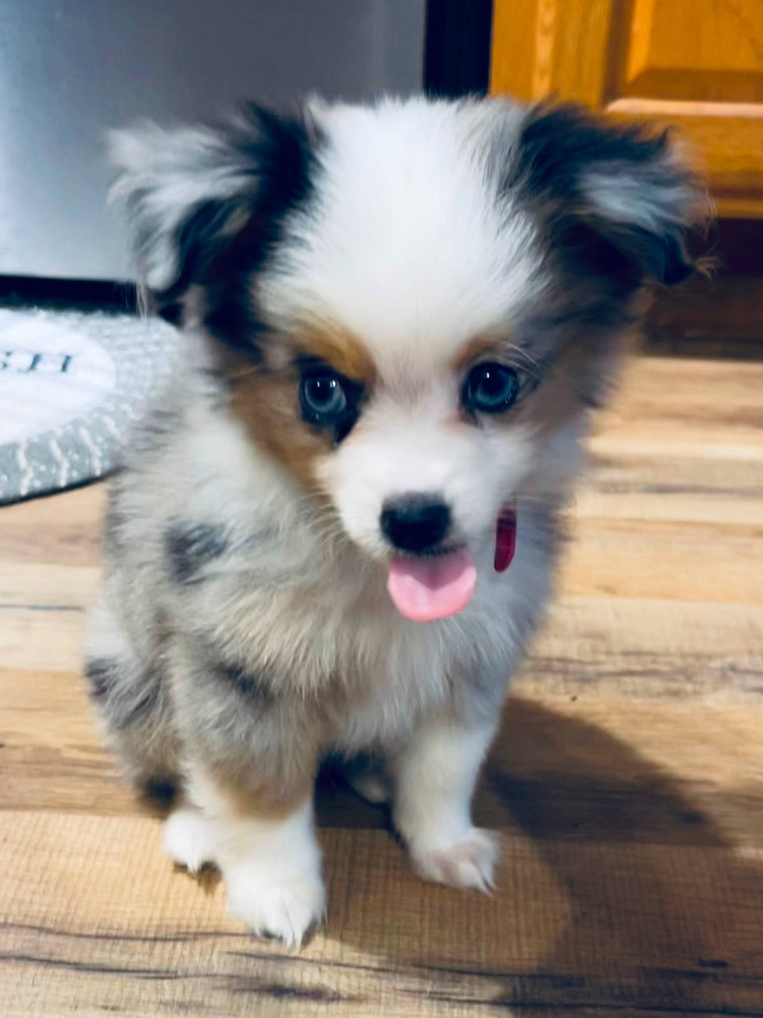 Minnie Pearl Bence joined the competition — help win amazing prizes! canidae, carnivore, companion_dog, dog, dog_breed, dog_supply, eye, fawn, fur, hair, head, japanese_chin, liver, non_sporting_group, puppy, snout, sporting_group, toy_dog, whiskers, working_animal