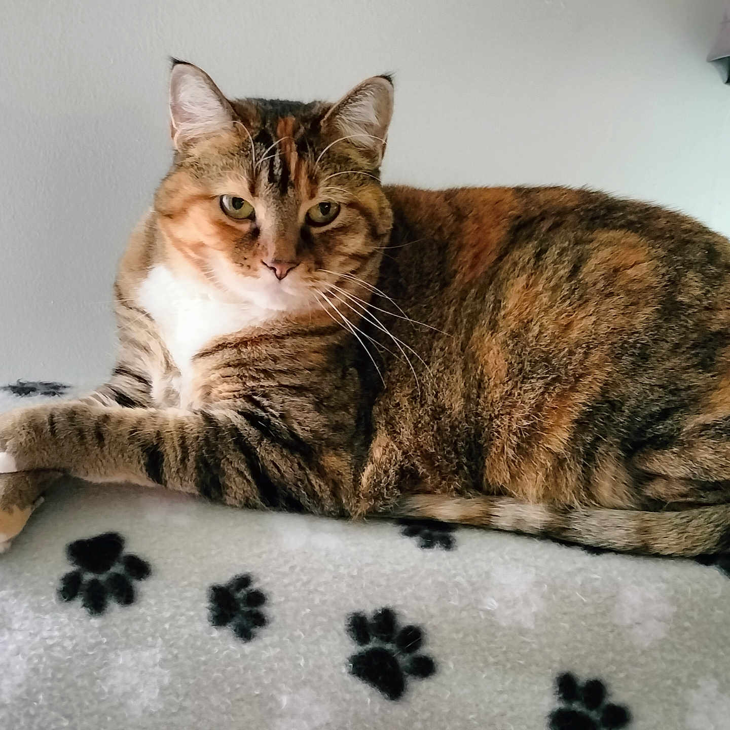 Squeaker Dean is registered to the contest to win money with this photo: abyssinian, animal, architecture, bed, bedroom, blanket, cat, couch, cushion, egyptiancat, furniture, homedecor, indoors, kitten, manx, person, pet, quilt, room, sleeping