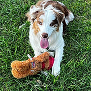 Lily Rose joined the competition — help win amazing prizes! animal, brown_and_white, canine, companion, cute, dog, friendly, fur, grass, greenery, happy, lying_down, nature, outdoor, pet, playful, resting, summer, tongue_out, toy