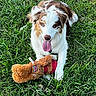 animal, brown_and_white, canine, companion, cute, dog, friendly, fur, grass, greenery, happy, lying_down, nature, outdoor, pet, playful, resting, summer, tongue_out, toy