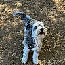 alert, animal, blue_eyes, canine, curly_fur, daylight, dirt_ground, dog, ears, fur, harness, leaves, looking_up, nature, outdoor, pet, shadow, standing, sunlight, tail