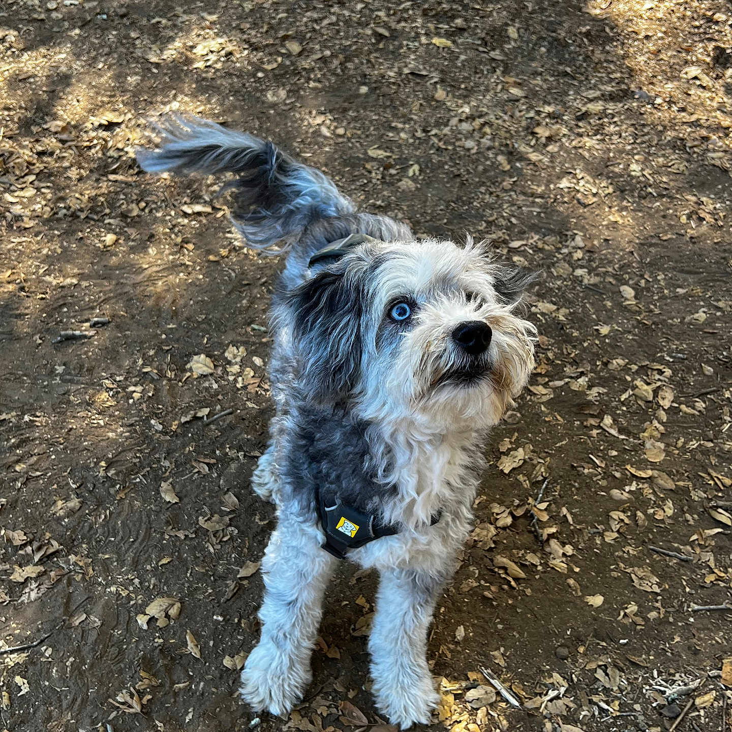 Bandit