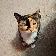 Cami is registered to the contest to win money with this photo: adorable, animal, blurry, calico, carpet, cat, closeup, companion, cute, domestic, ears, feline, fur, indoor, lookingup, mammal, paws, pet, sitting, whiskers