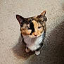 adorable, animal, blurry, calico, carpet, cat, closeup, companion, cute, domestic, ears, feline, fur, indoor, lookingup, mammal, paws, pet, sitting, whiskers