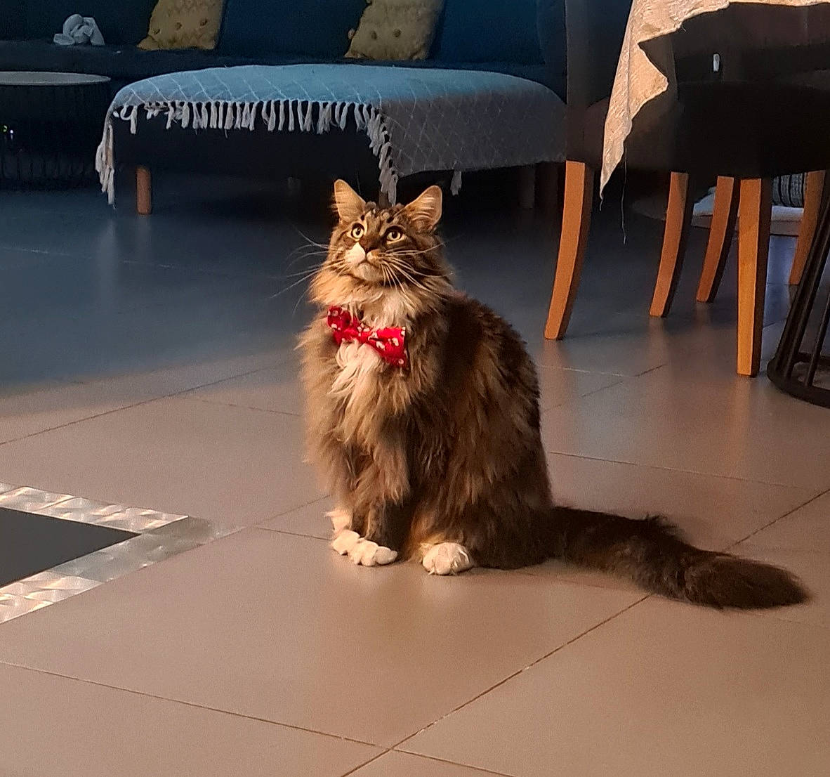 Rony participe au concours pour gagner de l'argent avec cette photo : carnivore, cat, chair, couch, domestic_short_haired_cat, felidae, floor, flooring, fur, grey, hardwood, maine_coon, paw, pillow, plant, road_surface, small_to_medium_sized_cats, tail, whiskers, wood