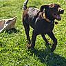 Tommy is registered to the contest to win money with this photo: dog, brown_dog, grass, outdoor, sunlight, happy, panting, collar, pet, animal, playful, nature, daylight, canine, running, greenery, summer, mammal, joy, active