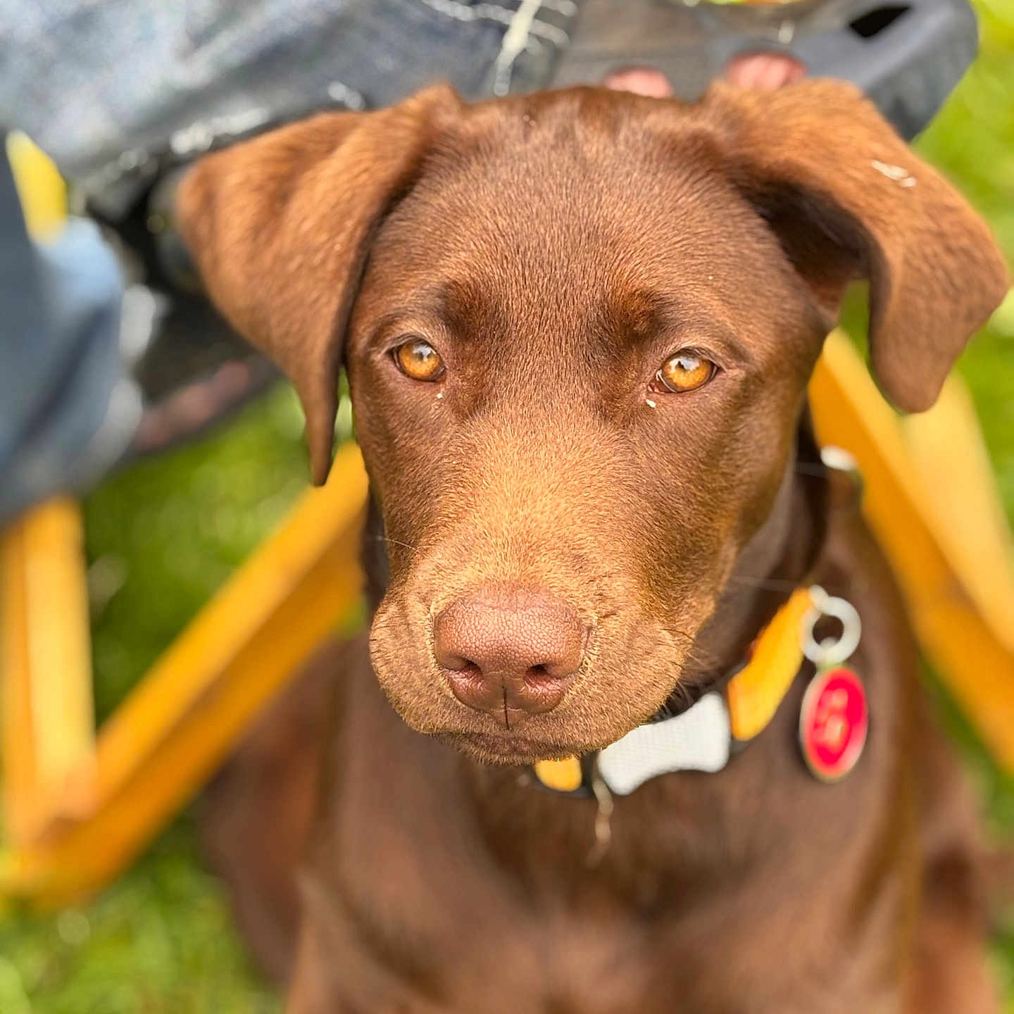 Tommy is registered to the contest to win money with this photo: dog, puppy, brown_dog, close_up, portrait, outdoor, grass, collar, pet, animal, young_dog, yellow_chair, denim, person_leg, cute, eyes, fur, sitting, focus, daylight