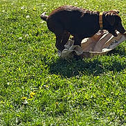 Tommy is registered to the contest to win money with this photo: dog, grass, outdoor, sunlight, playful, animal, collar, brown, field, flower, nature, pet, chewing, paper_bag, summer, green, daylight, canine, fun, sunny