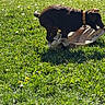 dog, grass, outdoor, sunlight, playful, animal, collar, brown, field, flower, nature, pet, chewing, paper_bag, summer, green, daylight, canine, fun, sunny