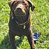 Tommy joined the competition — help win amazing prizes! dog, puppy, labrador, brown_dog, collar, tag, grass, outdoor, sunlight, pet, animal, canine, young_dog, nature, greenery, playful, alert, mammal, summer, field