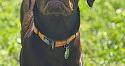 Tommy is registered to the contest to win money with this photo: dog, brown_dog, collar, orange_collar, outdoor, grass, sunlight, pet, animal, canine, curious, standing, nature, daylight, ears, snout, leash_tag, greenery, young_dog, muzzle