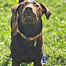 dog, brown_dog, collar, orange_collar, outdoor, grass, sunlight, pet, animal, canine, curious, standing, nature, daylight, ears, snout, leash_tag, greenery, young_dog, muzzle
