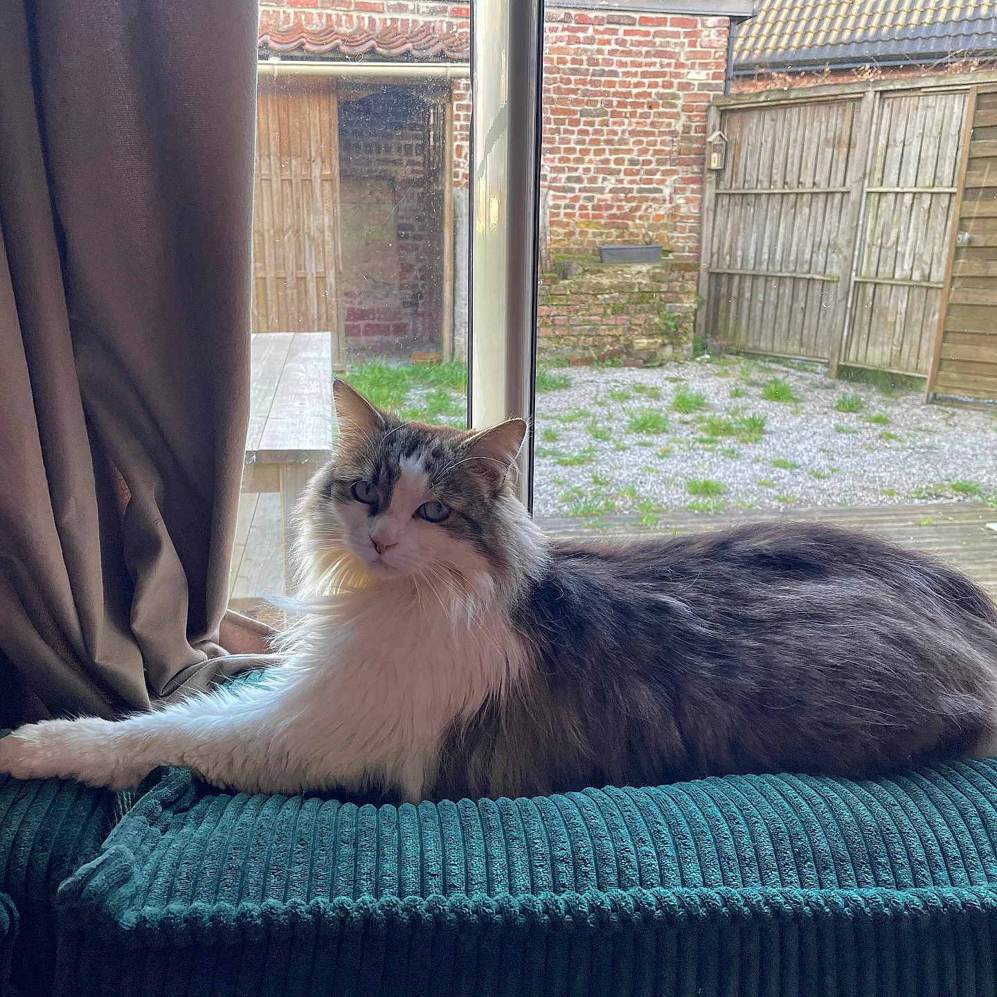 Maya