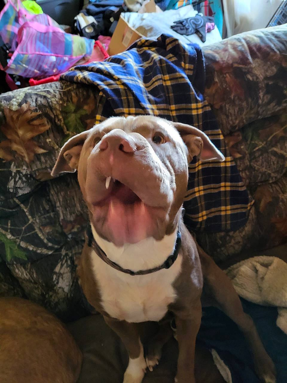 Hoss is registered to the contest to win money with this photo: bulldog, canidae, carnivore, collar, companion_dog, dog, dog_breed, dog_collar, dog_supply, fawn, fur, leash, pattern, personal_protective_equipment, pet_supply, plaid, snout, sporting_group, tartan, working_animal