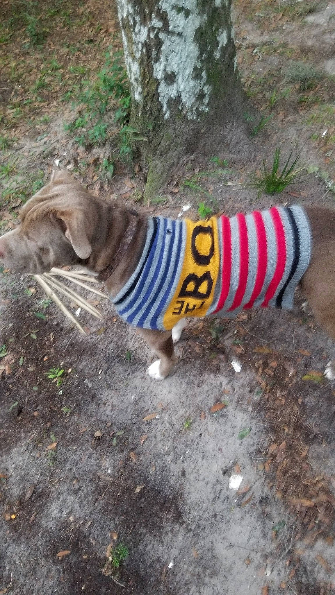 Hoss is registered to the contest to win money with this photo: canidae, carnivore, dog, dog_breed, dog_clothes, dog_supply, fawn, felidae, grass, plant, recreation, snout, soil, sporting_group, tail, terrestrial_animal, trail, tree, wildlife, wood