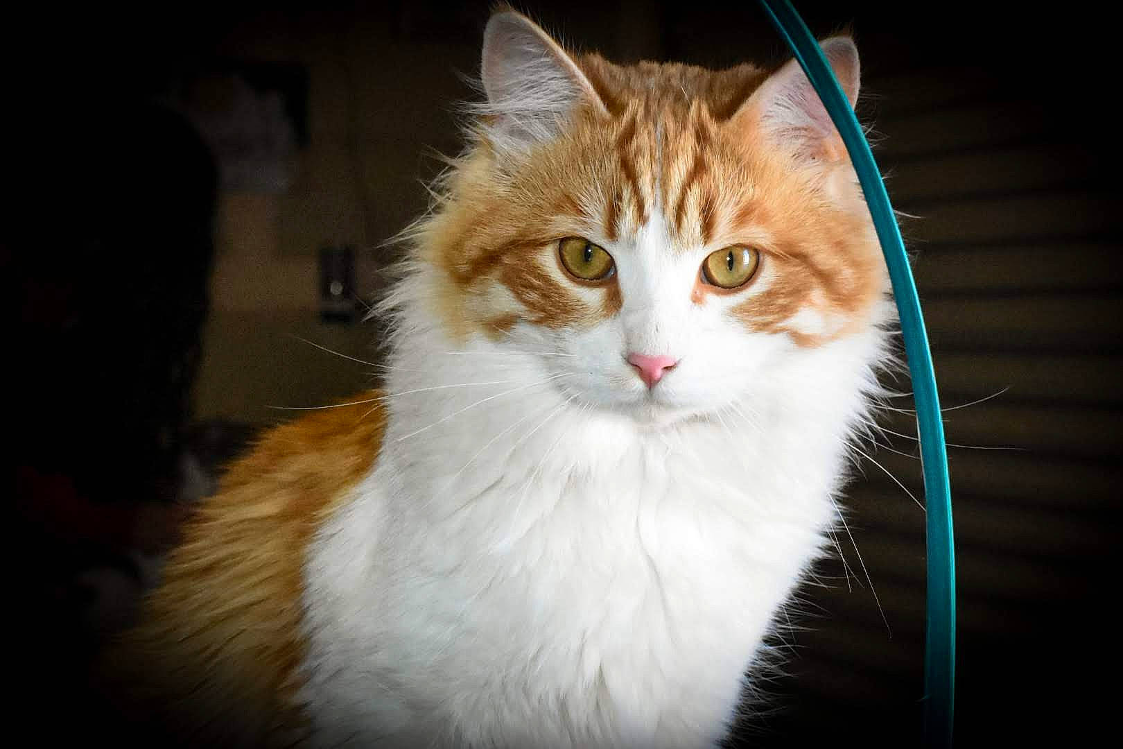 Josh is registered to the contest to win money with this photo: carnivore, cat, domestic_short_haired_cat, eye, fawn, felidae, fur, hair, head, night, sitting, small_to_medium_sized_cats, snout, tail, terrestrial_animal, tree, whiskers, wildlife