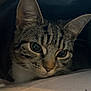 Bambi joined the competition — help win amazing prizes! animal, cat, close_up, cozy, curious, cute, domestic_animal, ears, face, feline, fur, indoor, looking, pet, portrait, resting, shadow, soft_light, tabby, whiskers