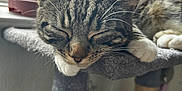 Bambi is registered to the contest to win money with this photo: blurred_background, cat, cat_tree, close_up, cozy, feather, feline, fur, houseplant, indoor, natural_light, paw, pet, resting, sleeping, soft, tabby, toy, whiskers, window