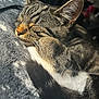 Bambi joined the competition — help win amazing prizes! animal, blanket, cat, close_up, cozy, cute, ear, feline, fur, indoor, paw, pet, relaxed, resting, sleeping, soft, sunlight, tabby, tail, whiskers