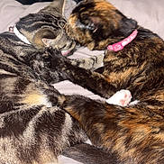 Bambi is registered to the contest to win money with this photo: animal, blanket, cat, cats, closeup, collar, companionship, cuddle, cute, feline, fur, grooming, indoor, licking, paw, pet, resting, tabby, tail, tortoiseshell