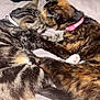 animal, blanket, cat, cats, closeup, collar, companionship, cuddle, cute, feline, fur, grooming, indoor, licking, paw, pet, resting, tabby, tail, tortoiseshell
