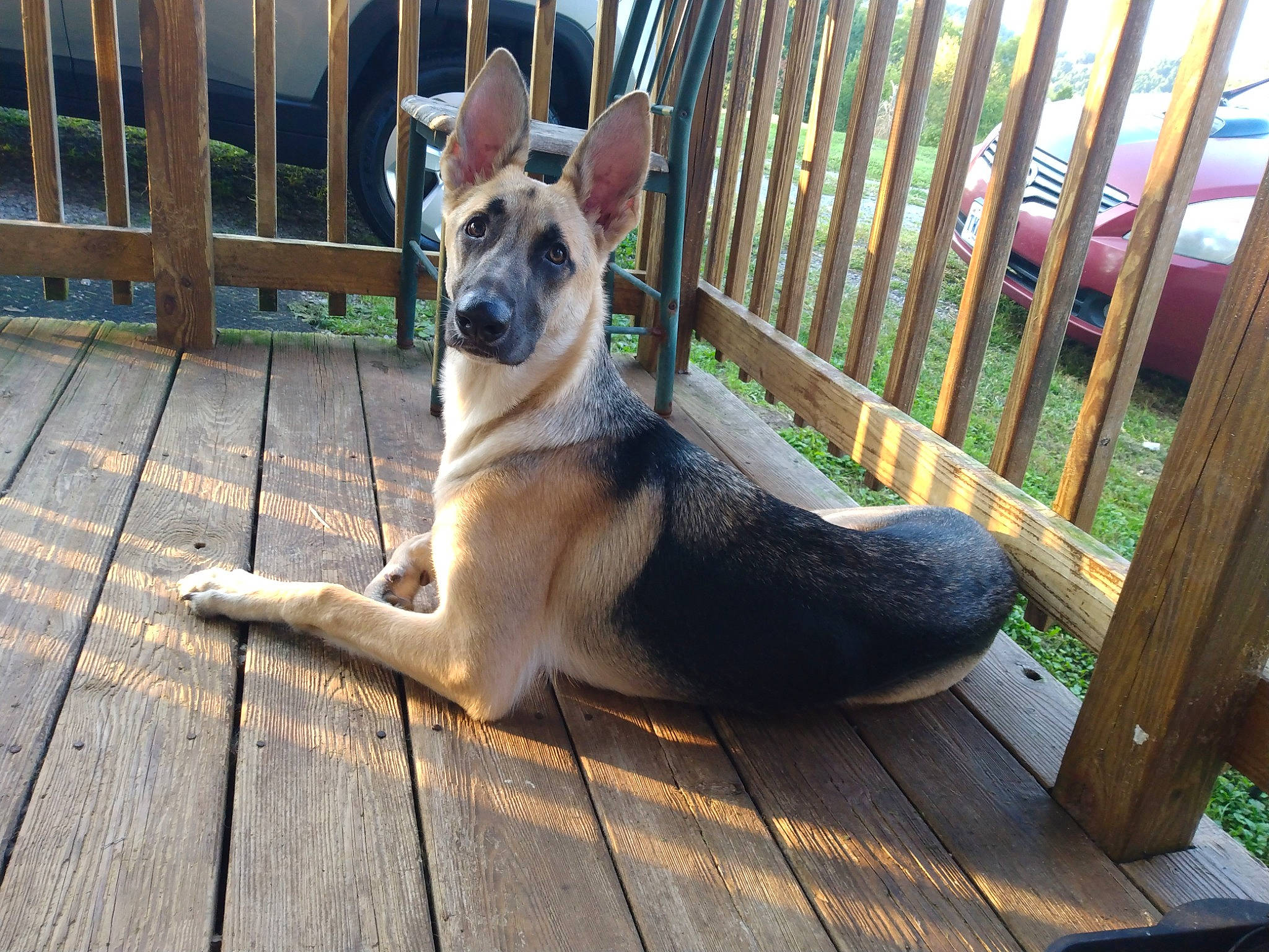 Maddalina is registered to the contest to win money with this photo: animal_shelter, canidae, carnivore, companion_dog, dog, dog_breed, fawn, fence, flooring, fur, german_shepherd_dog, hardwood, kangaroo, pet_supply, snout, sporting_group, tail, terrestrial_animal, wildlife, wood