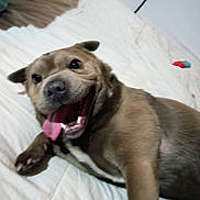 Cujo is registered to the contest to win money with this photo: dog, tongue_out, bed, happy, pet, canine, fur, lying_down, indoor, excited, close_up, smiling, animal, cute, playful, domestic_animal, mammal, paw, resting, sleeping_area