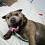 dog, tongue_out, bed, happy, pet, canine, fur, lying_down, indoor, excited, close_up, smiling, animal, cute, playful, domestic_animal, mammal, paw, resting, sleeping_area