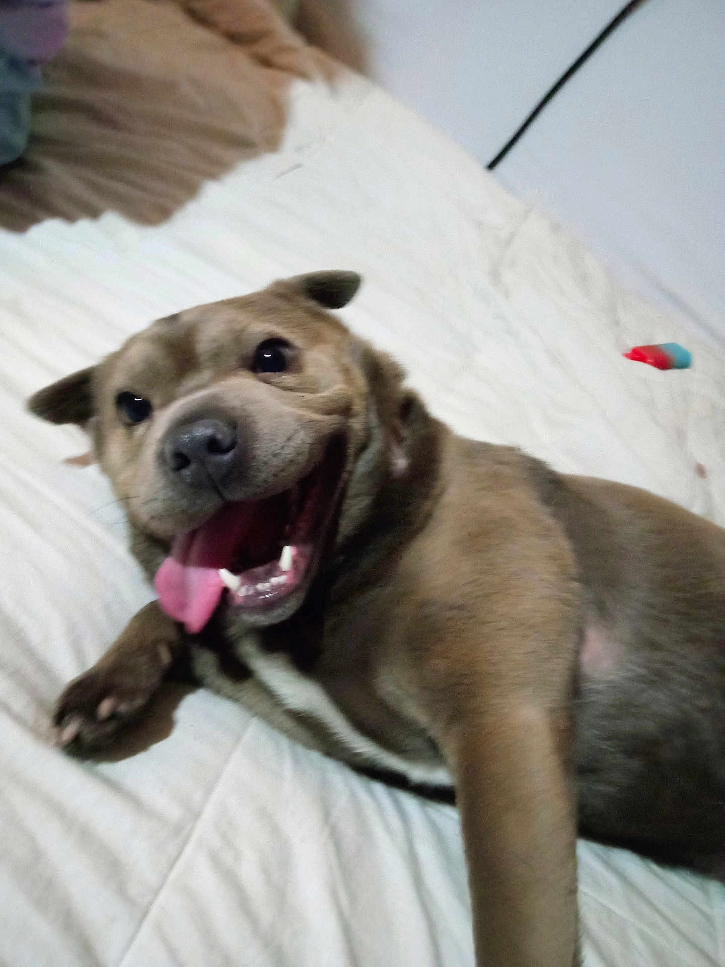 Cujo is registered to the contest to win money with this photo: dog, tongue_out, bed, happy, pet, canine, fur, lying_down, indoor, excited, close_up, smiling, animal, cute, playful, domestic_animal, mammal, paw, resting, sleeping_area