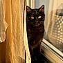 cat, black_cat, curtain, window, sunlight, indoor, pet, animal, cozy, shadow, beige, home, floor, whiskers, yellow_eyes, feline, looking, quiet, peaceful, soft_light