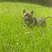 Aya participe au concours pour gagner de l'argent avec cette photo : dog, brindle, grass, field, flowers, leash, harness, outdoor, sunlight, pet, animal, nature, greenery, canine, summer, daylight, plant, fur, ears, tail