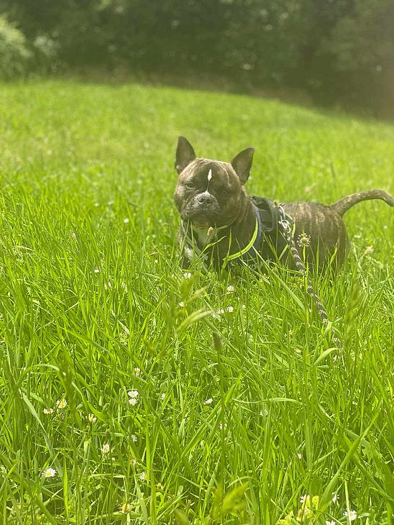 Aya participe au concours pour gagner de l'argent avec cette photo : dog, brindle, grass, field, flowers, leash, harness, outdoor, sunlight, pet, animal, nature, greenery, canine, summer, daylight, plant, fur, ears, tail