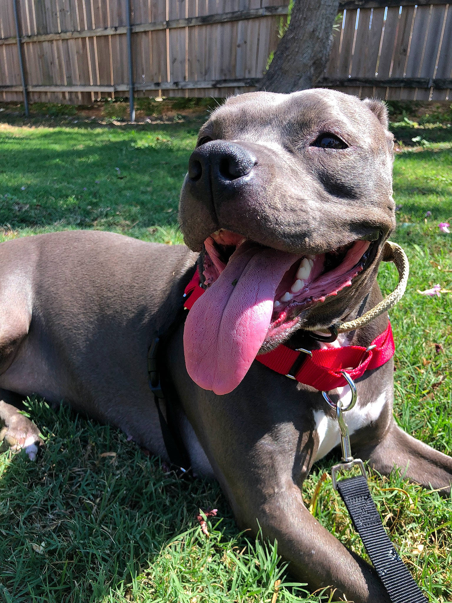 Mayze is registered to the contest to win money with this photo: canidae, carnivore, collar, companion_dog, dog, dog_breed, dog_collar, dog_supply, fawn, fence, grass, gun_dog, mesh, pet_supply, plant, snout, sporting_group, terrestrial_animal, whiskers, working_animal