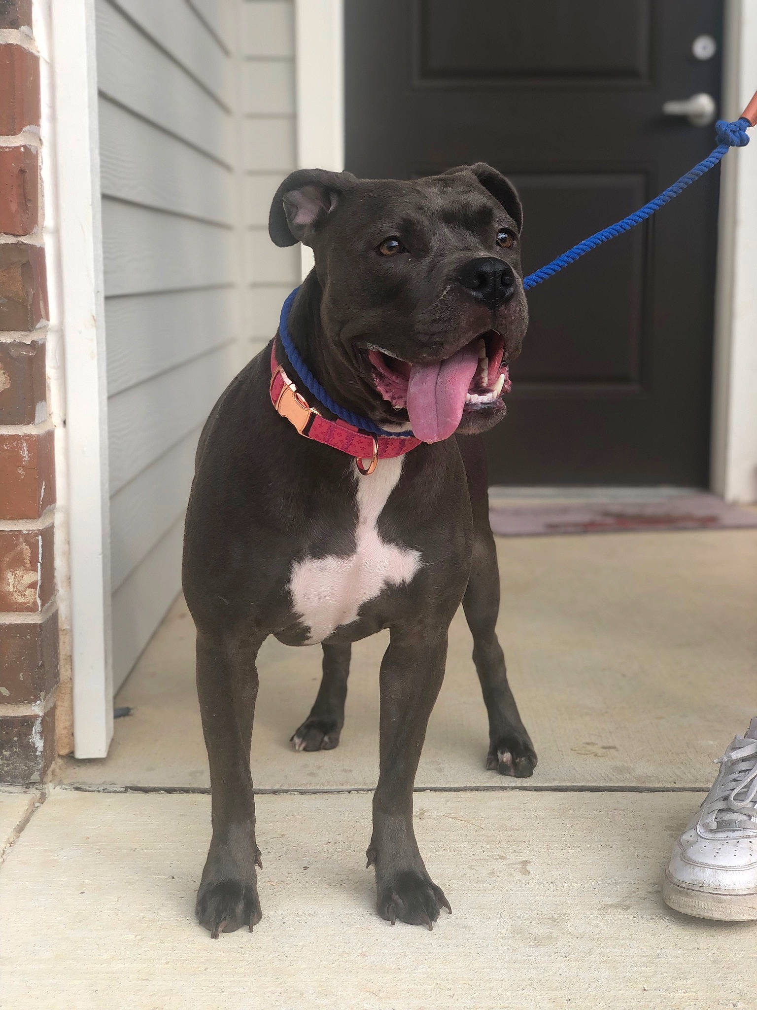 Mayze is registered to the contest to win money with this photo: brick, brickwork, canidae, carnivore, collar, companion_dog, dog, dog_breed, dog_collar, door, fashion_accessory, fawn, fur, leash, pet_supply, snout, sporting_group, tail, whiskers, working_animal